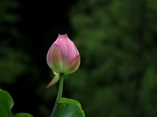 Обои картинки фото цветы, лотосы, лепестки