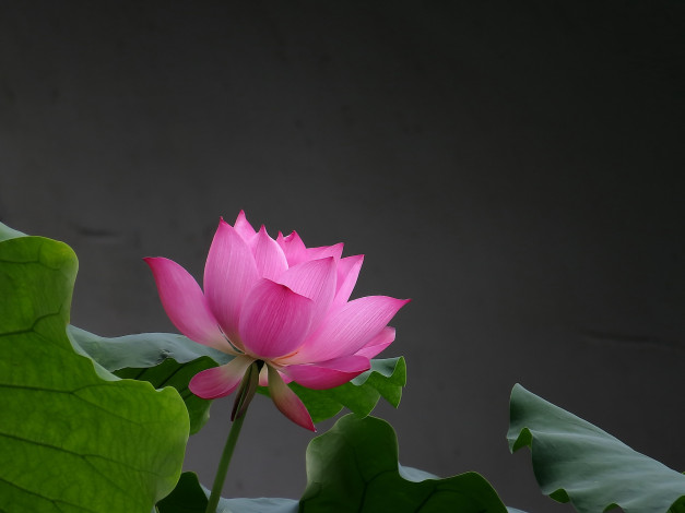 Обои картинки фото цветы, лотосы, лепестки