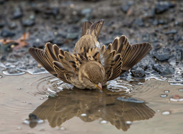 Обои картинки фото животные, воробьи, воробей