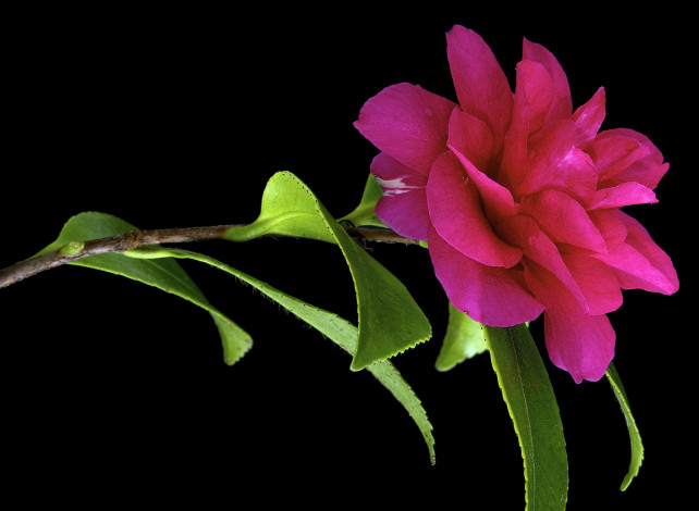 Обои картинки фото цветы, камелии, черный, фон, камелия, листья, цвет, цветок