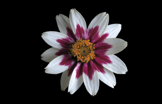 Обои картинки фото цветы, георгины, цвет, цветок, черный, фон