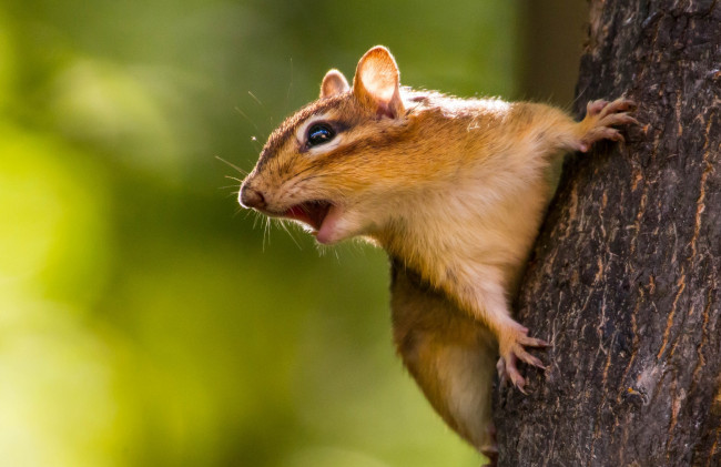 Обои картинки фото животные, бурундуки, дерево, грызун, бурундук