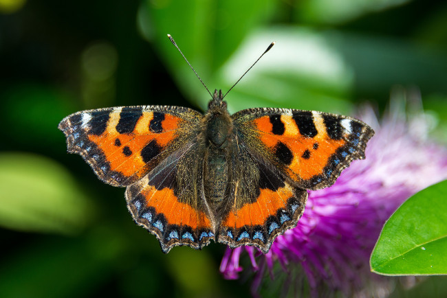 Обои картинки фото животные, бабочки,  мотыльки,  моли, бабочка