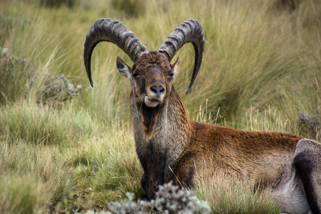 Обои картинки фото животные, козы, козерог