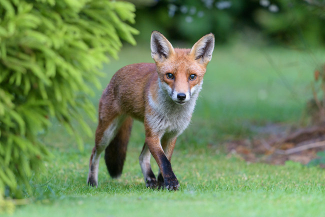 Обои картинки фото животные, лисы, лисичка