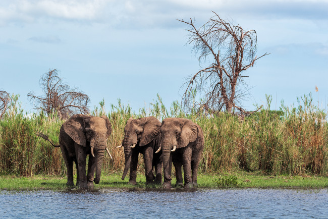 Обои картинки фото животные, слоны, водопой