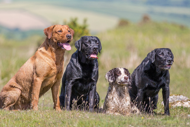 Обои картинки фото животные, собаки, барбосы
