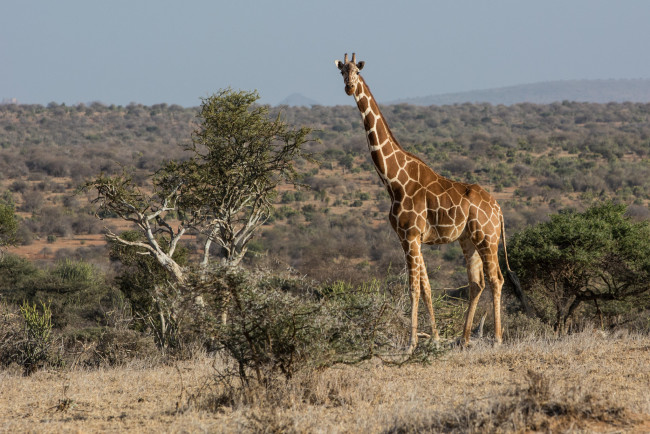 Обои картинки фото животные, жирафы, саванна