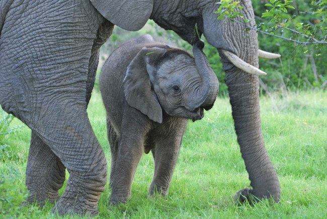 Обои картинки фото животные, слоны, слоненок
