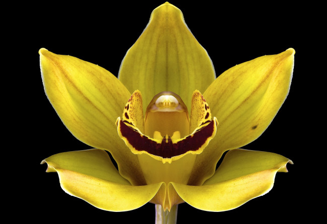 Обои картинки фото цветы, орхидеи, цвет, цветок, черный, фон