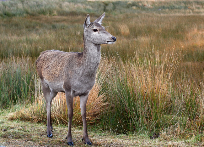 Обои картинки фото животные, олени, олениха