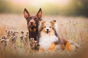 Картинка животные собаки