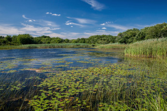 Картинка природа реки озера лес река