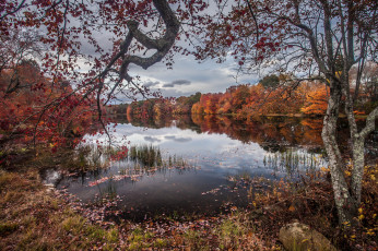 Картинка природа реки озера река лес