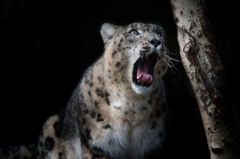 Картинка животные снежный+барс+ ирбис хищник