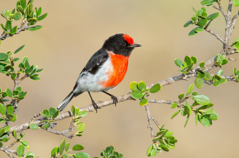 обоя животные, зарянки , малиновки, красноголовая, зарянка, ветка, краски, птица, листья