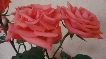 Картинка цветы розы