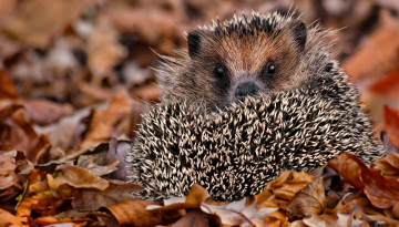 Картинка животные ежи клубок ёж осень листья