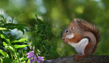 Картинка животные белки белка грызун трава зелень боке цветы