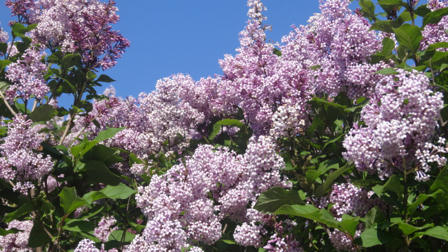 Обои картинки фото цветы, сирень