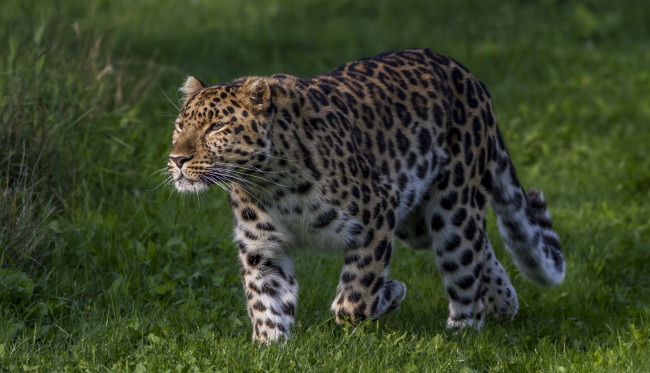 Обои картинки фото amur leopard, животные, леопарды, хищник