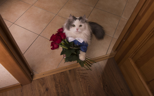 Обои картинки фото животные, коты, кошка, вид, сверху, розы, бардовые, кот, букет, ситуация, цветы, взгляд