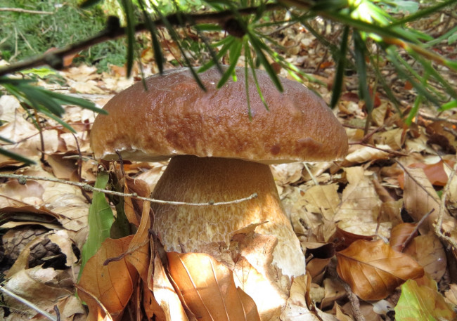 Обои картинки фото природа, грибы, боровик