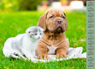 Картинка календари животные 2018 собака кошка взгляд трава