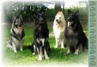 Картинка календари животные взгляд много собака 2018