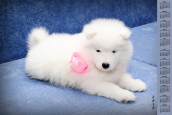 обоя календари, животные, собака, белый, цвет, 2018