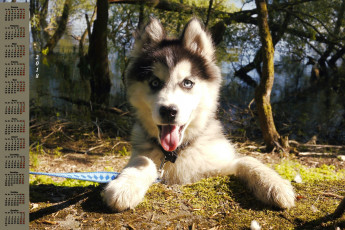 Картинка календари животные природа собака трава взгляд 2018