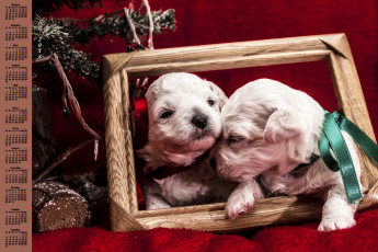 обоя календари, животные, собака, двое, рамка, 2018