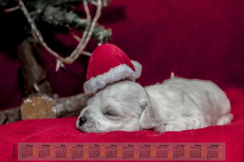 Картинка календари животные сон собака 2018 шапка