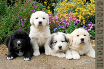 Картинка календари животные взгляд много собака 2018