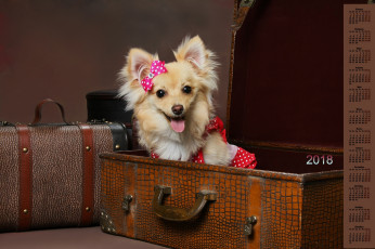 Картинка календари животные 2018 чемодан взгляд собака