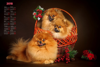 Картинка календари животные шишка корзина трое взгляд собака 2018