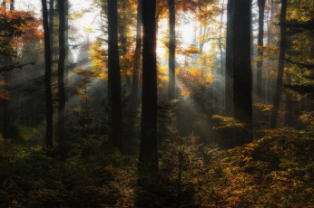 Картинка природа лес простор