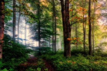 Картинка природа лес простор