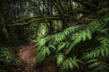 Картинка природа лес простор