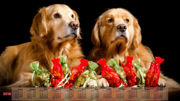 обоя календари, животные, подарок, взгляд, двое, 2018, собака