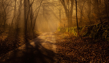 Картинка природа лес простор