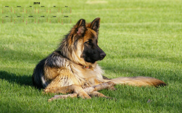 обоя календари, животные, трава, 2018, собака, взгляд, овчарка, профиль