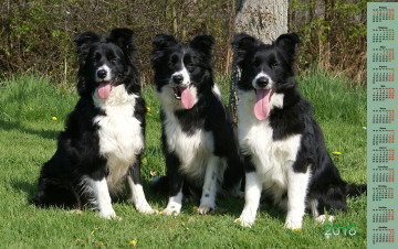 Картинка календари животные собака взгляд 2018 трое