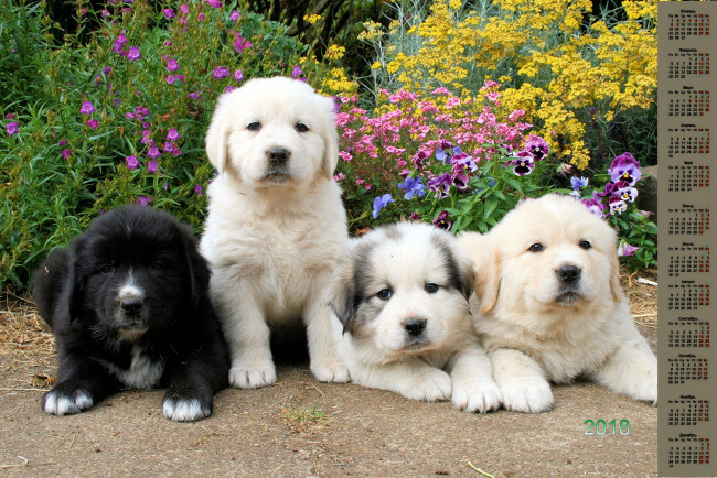 Обои картинки фото календари, животные, взгляд, много, собака, 2018