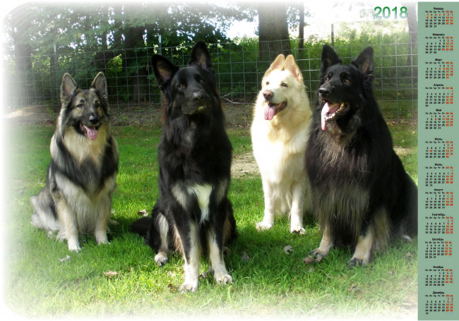 Обои картинки фото календари, животные, взгляд, много, собака, 2018