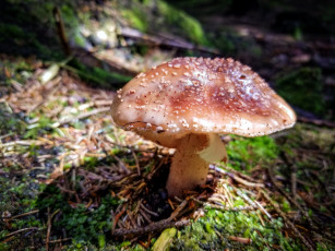 Картинка природа грибы поганка