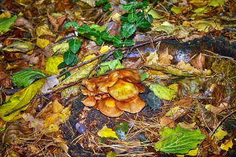 Картинка природа грибы семейка грибная