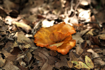 Картинка природа грибы шляпка