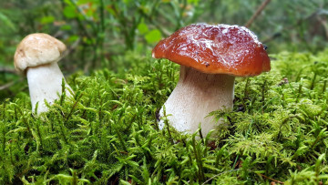 Картинка природа грибы боровик