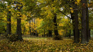 Картинка природа лес простор